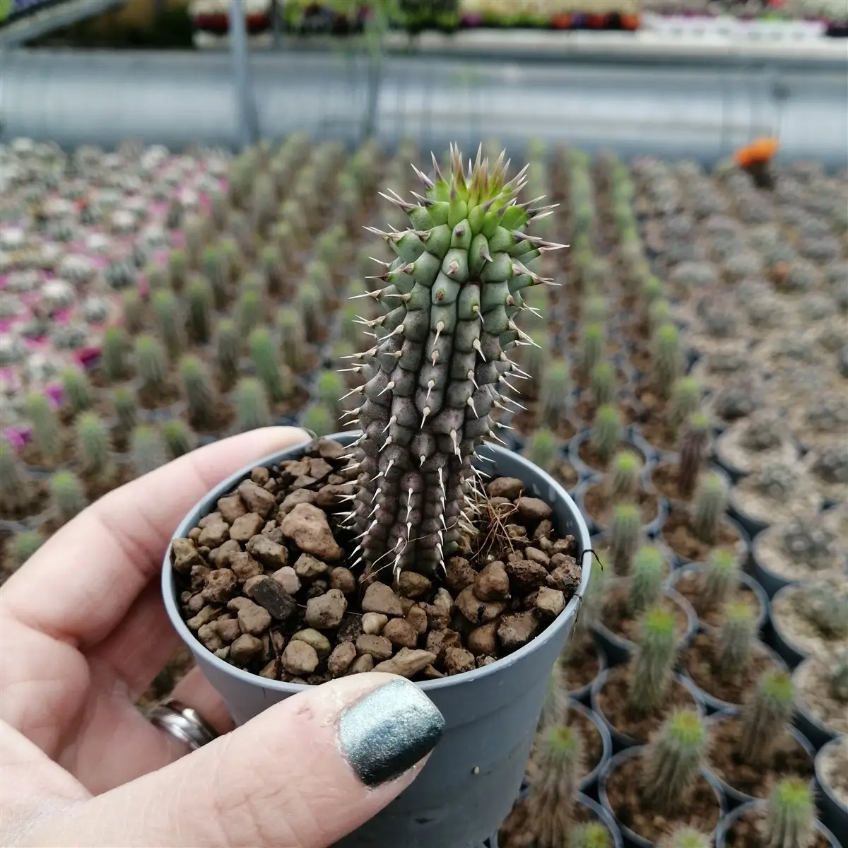 hoocia cactus